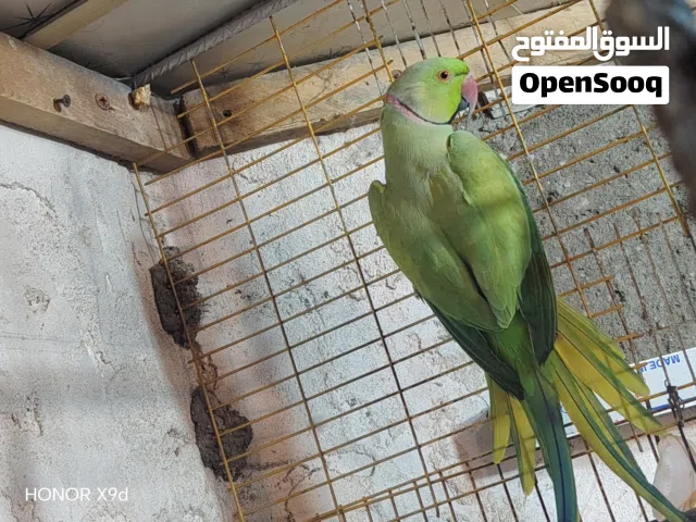 بغبغاء دره عمر سنتين ونص الى ثلاث سنوات بزار 100% بالذمه