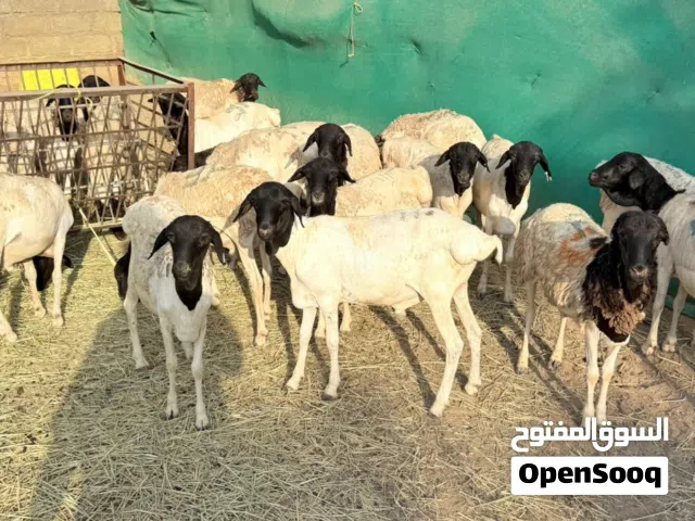 خرفان صوماليات سمان فول يصلحن للذبح و التربيه  يوجد لدي خدمة توصيل و التوصيل الموقع بركاء خلف التنين