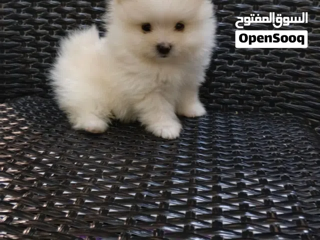 Teacup Pomeranian puppy