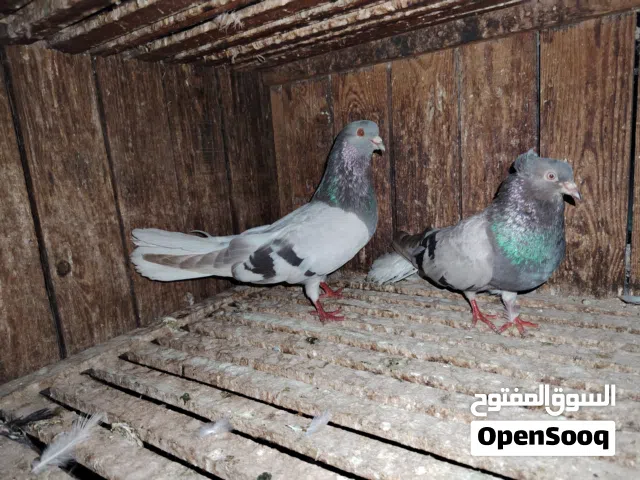 زيادات للبيع
