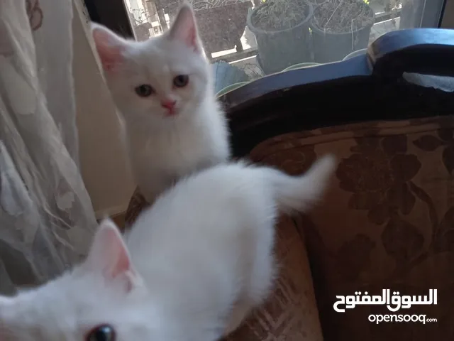 3 قطط مكس شانشيلا سكوتش فولد للبيع