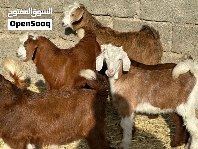 جدايا 6 + سخلات 2 عمانيات ومحصنات حلال طيب للتربيه جاهزات