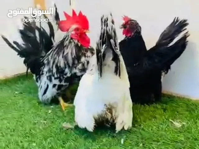 اربع دجاجات وفروج  كيني