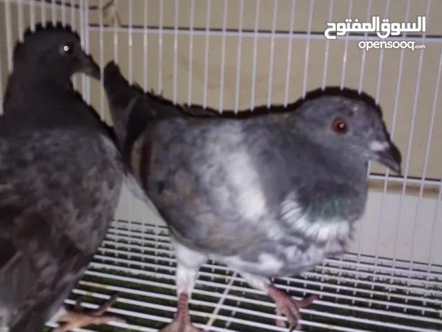 حمام باكستاني للبيع الواحد ريالين
