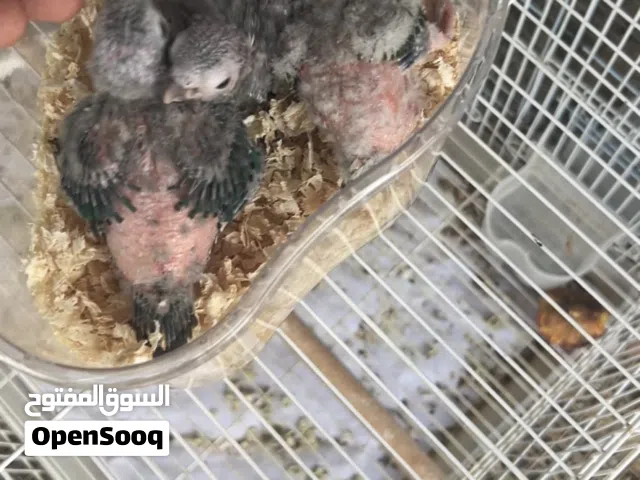 ببغاء كنيور اقراء الوصف مهم