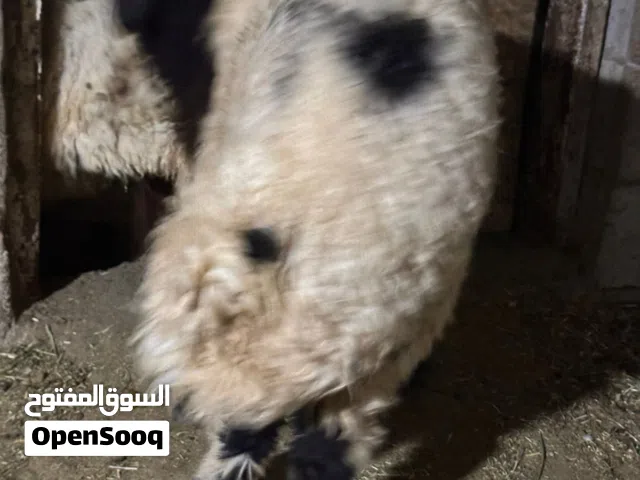 طليان لللبيع فحله