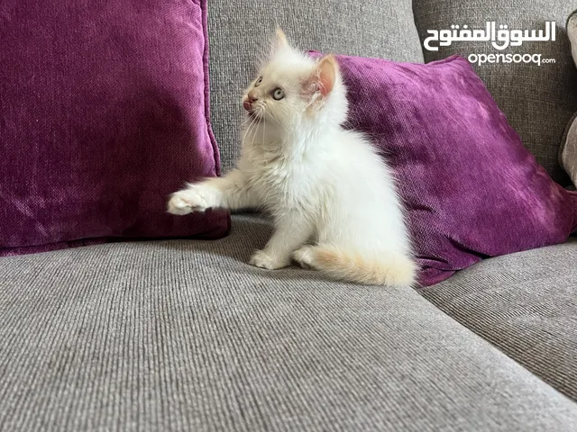 قطة انثى هملايا