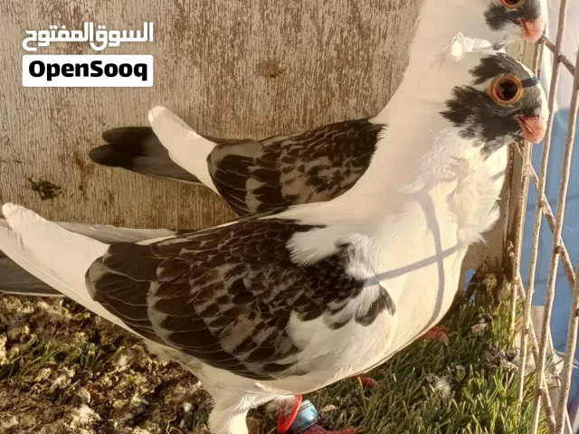 فرخين بقدونسيات