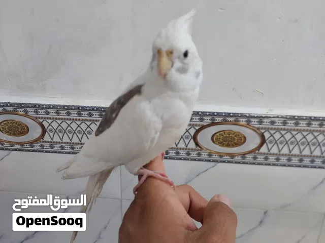 طائر الكوكتيل للبيع