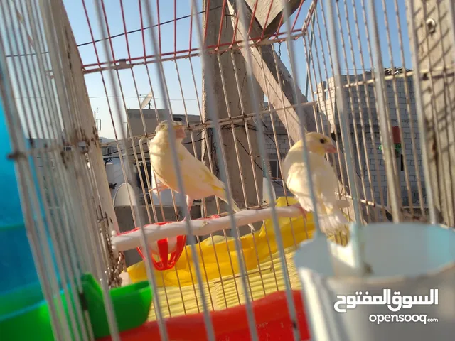 طيره نخب كريس مع فرخها