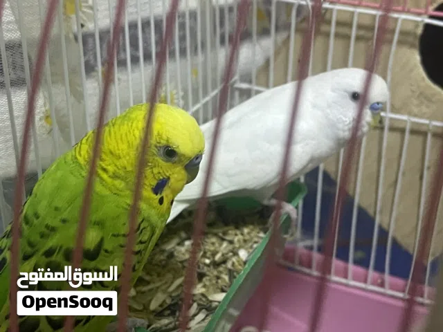 للبيع طيور البادجي ذكور مع قفص