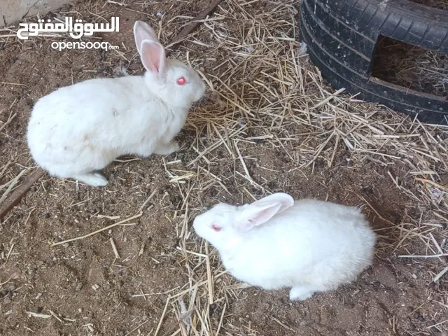 ارانب محليه ذكور