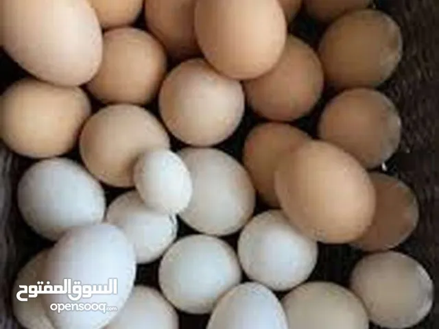 بيض براهما وبيض بلدي مخصب مكفول