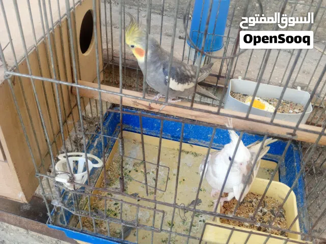 جوز كوكتيل بايد البينو للبيع