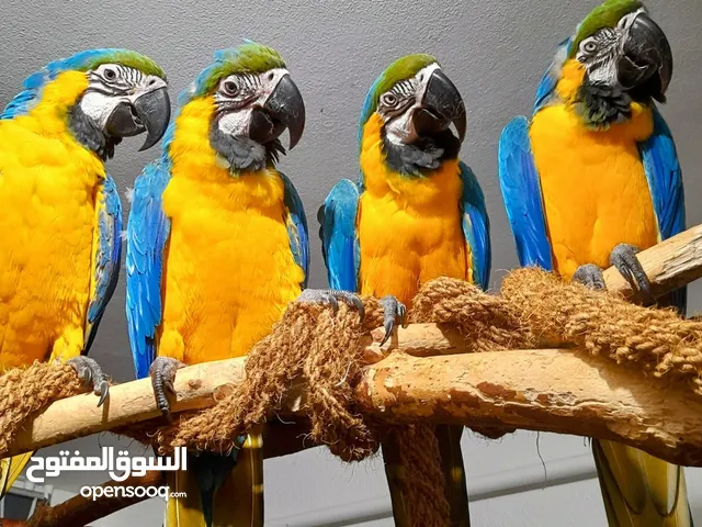 Blue and gold macaws parrots, they are 9 months old, fully tamed and trained free flight, no biting