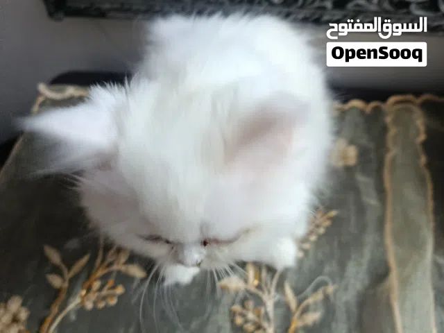 قط شرازي العمر 55 يوم