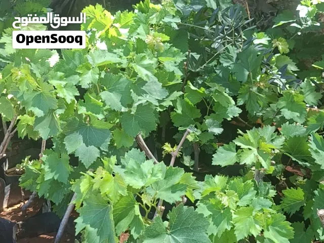 شتل عنب بلدي اشي نخب