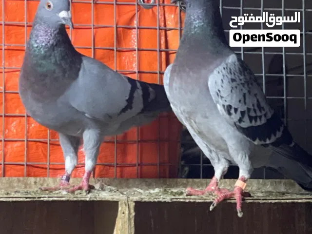 مطلوب حمام زاجل