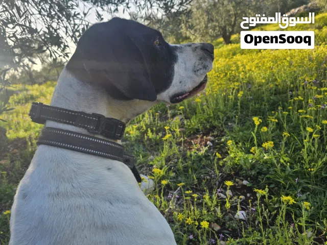 انثا بوينتر