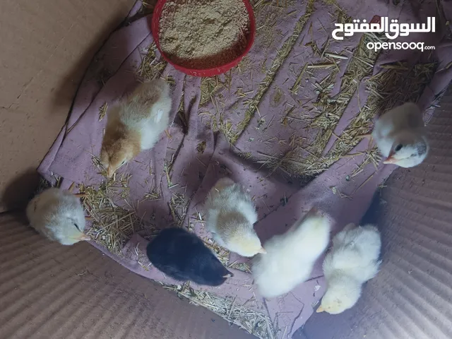 دجاجه معا افراخ 6عرب