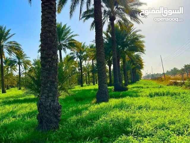 ارض طابو ملك صرف