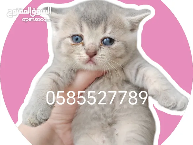 In UAE! Premium quality kittens by European breeder