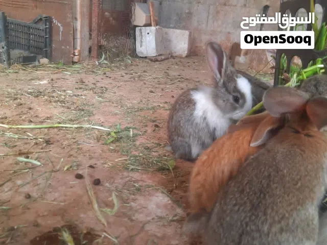 مطلوب ارانب بلديه تكون شغاله بلرمثا التواصل واتساب