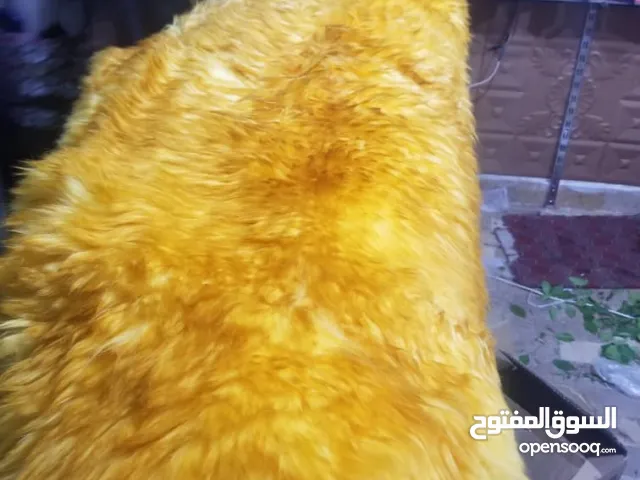 فرو طبيعي ابو 7نجمات