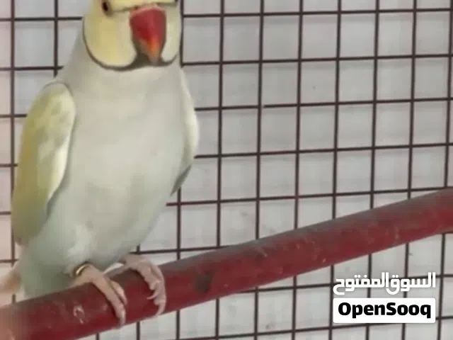 بيع زوج بغبغاء درة طفرة لاسوينج منتج