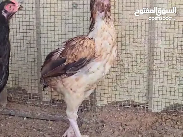 دجاج باكستاني النسل سندي