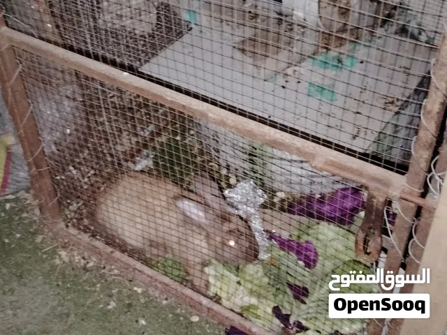 زوج ارانب للبيع
