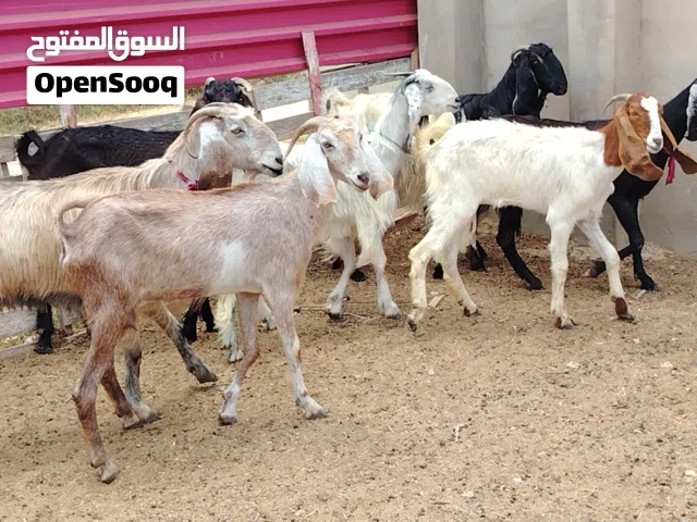 السلام عليكم العدد 7، معزات هجين ربي يبارك عز من يربي. فيهم تنية رباع سداس ووحدة أول جمع الفر موضح