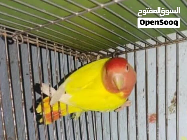 طيور روز لاتينو رد اوبلاين البينو فايلوت