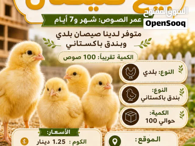 بسم الله ماشاء الله صيصان للبيع بسعر الحرق
