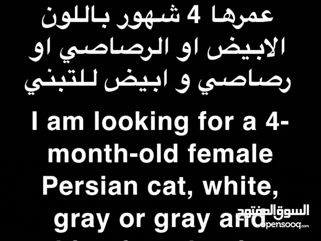 مطلوب قطة صغيرة أنثى Wanted female kitten