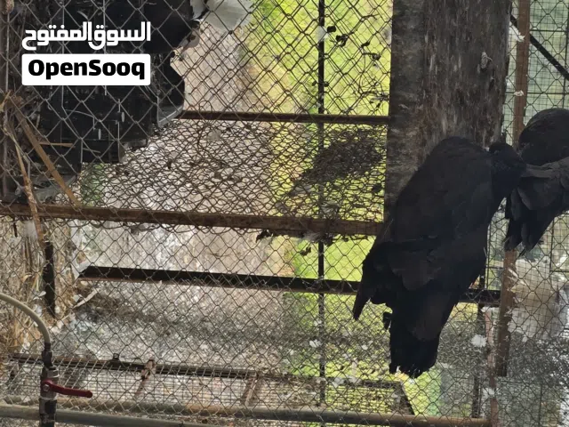 حمام شمسي وحمام  مدينه للبيع تصفيه