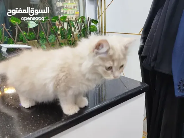 Fluffy Persian Kitten for Sale Healthy & Playful 50 OMR