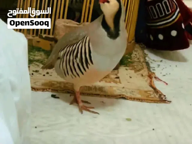 دجاج سمان ودجاج العقب