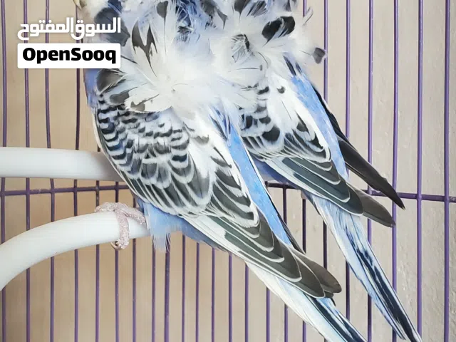 زوج بادجي فلل أنصاص مستويات تحف