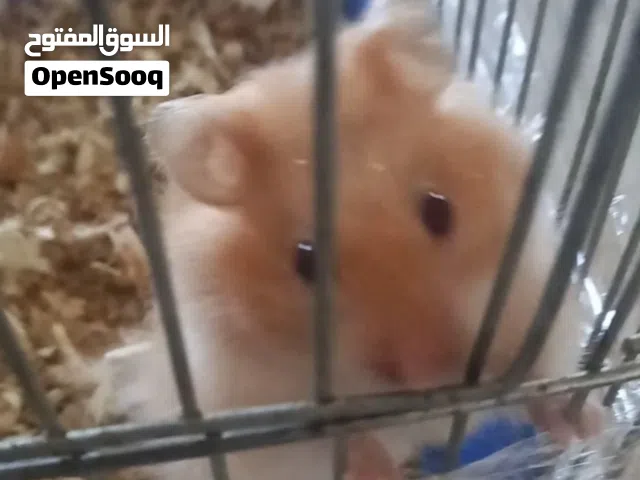 هامستر للبيع السعر 7 دنانير مع القفص