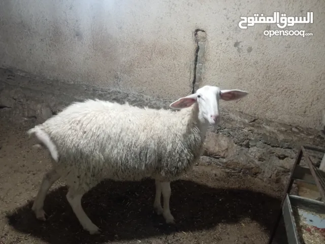 حملة بعمر ثمانين شهور أعشار شهرين ونصف