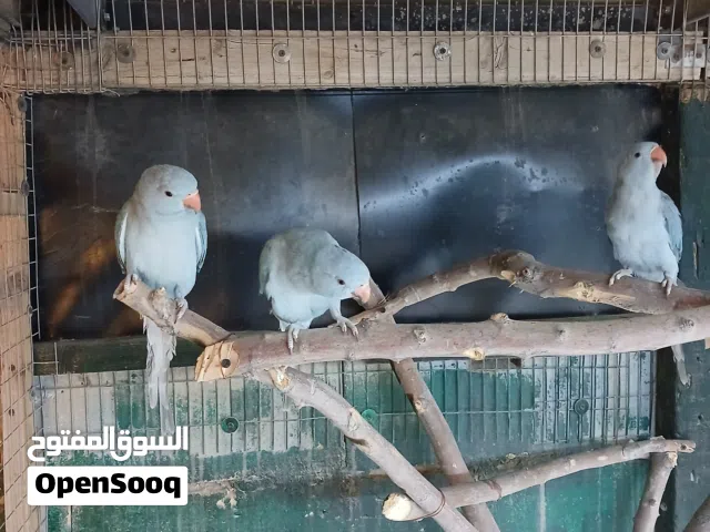 ببغاء الدره مخاليف ربه كلش للبيع