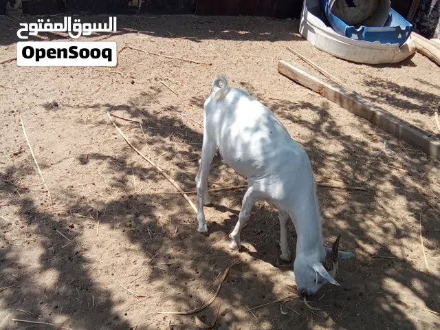 حلال مطعوم طعم الدار (اقرا الوصف )