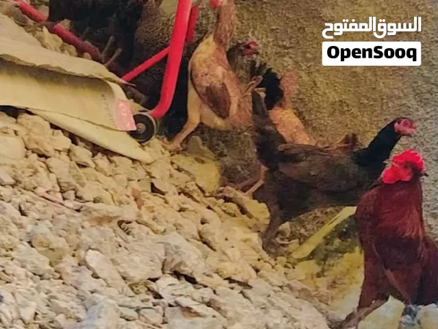10 جاجات وديك يعني 11 للبيع بسعر مغري