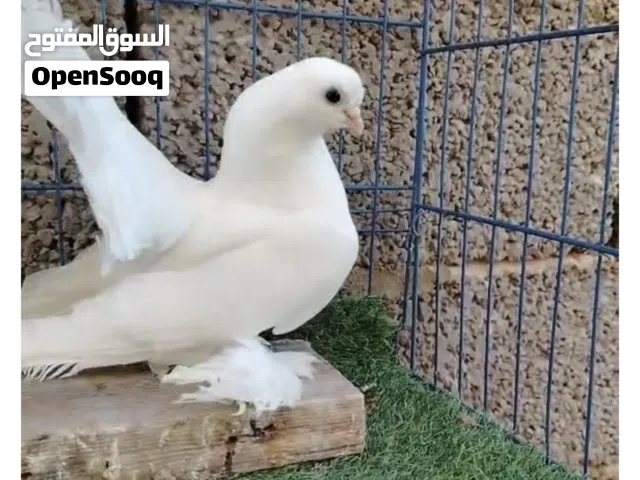 دكر روسي كيف جاهز ساخن علي انثي