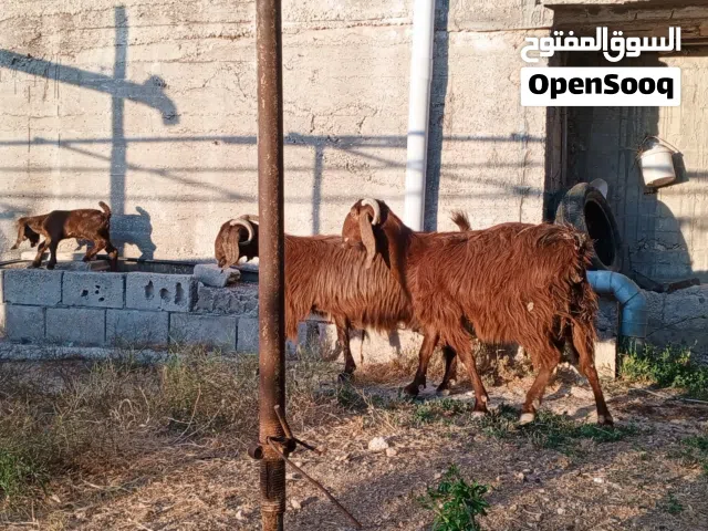 معزا مواليد ماشاء الله تبارك الرحمن كفاله حليب