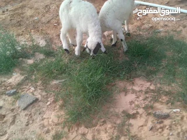 زوز فطايم ربي يبارك توامة امورهن طيبه ياكلو