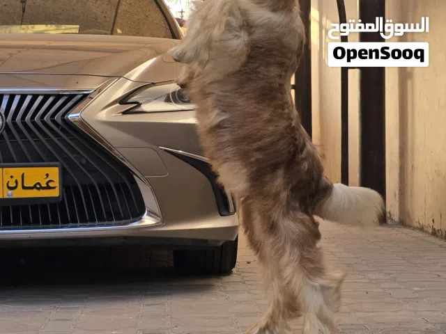 جدي وصخله رحبيات اصل