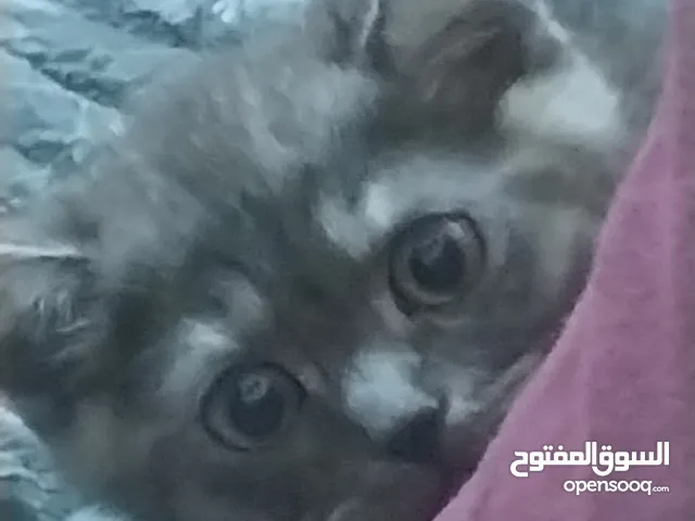 للبيع British panda بسعر رمزي