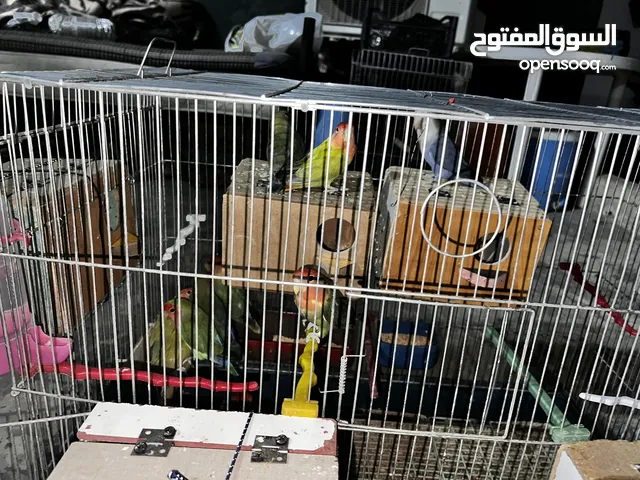 روز للبيع حبات جانبو